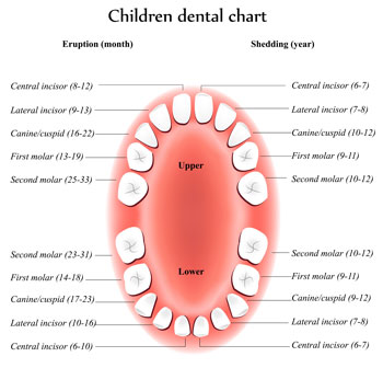 Tooth Eruption Chart - Pediatric Dentist in San Angelo, TX
